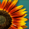 2023 Summer Learning Opportunities